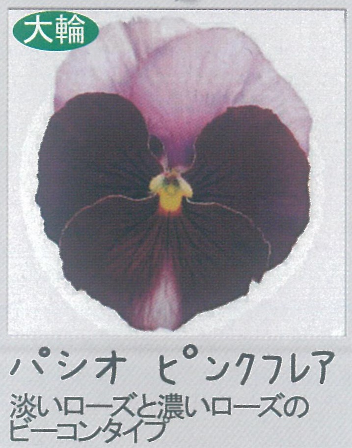 【先行予約商品】【産直】【送料1/2】パンジー　パシオピンクフレア　3.5号24入